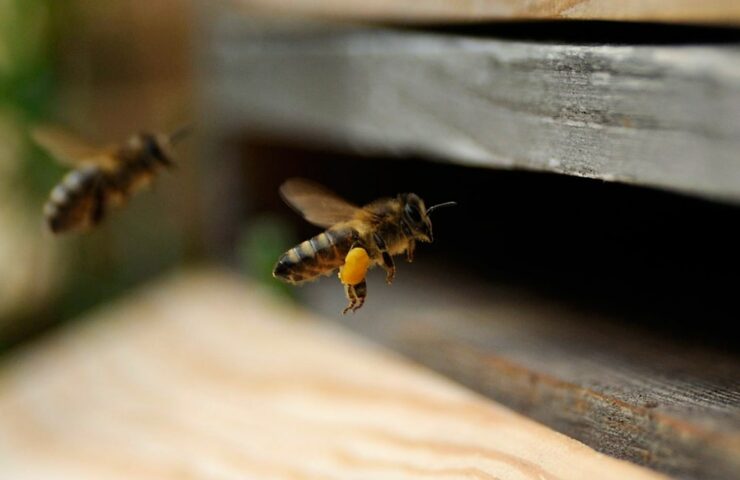 Eine Biene, die in den Bienenstock fliegt