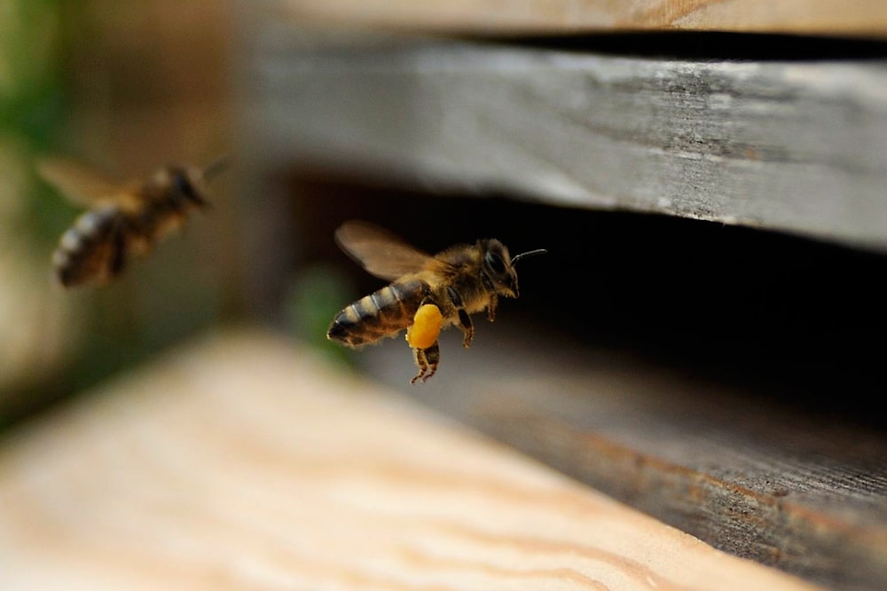 Eine Biene, die in den Bienenstock fliegt