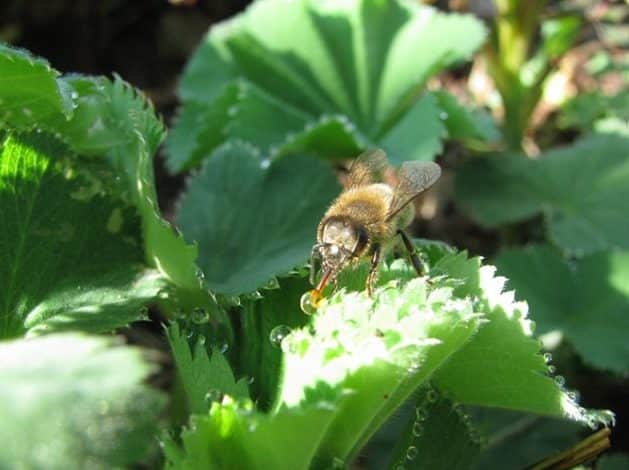Bienenblumen