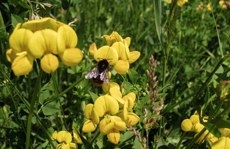 Bienenfreundliche Balkonpflanzen