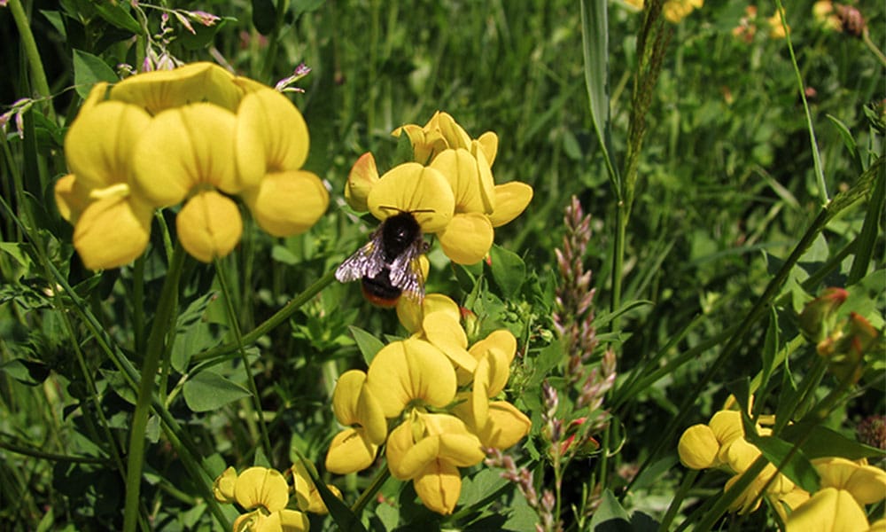 Bienenfreundliche Balkonpflanzen