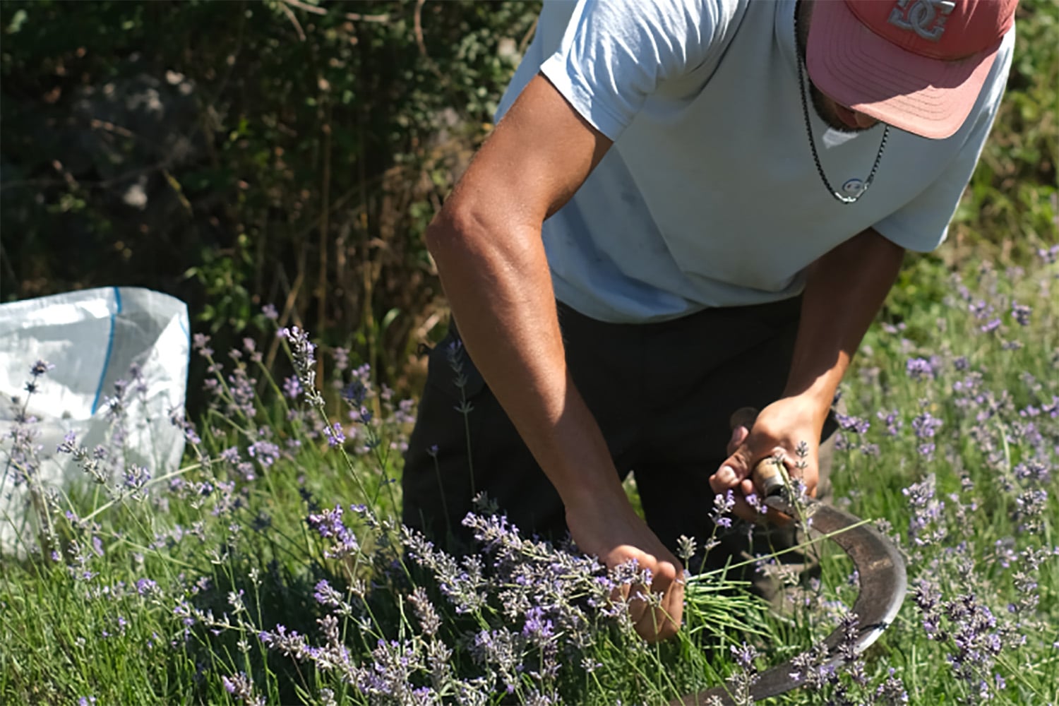 Lavendel Ernte