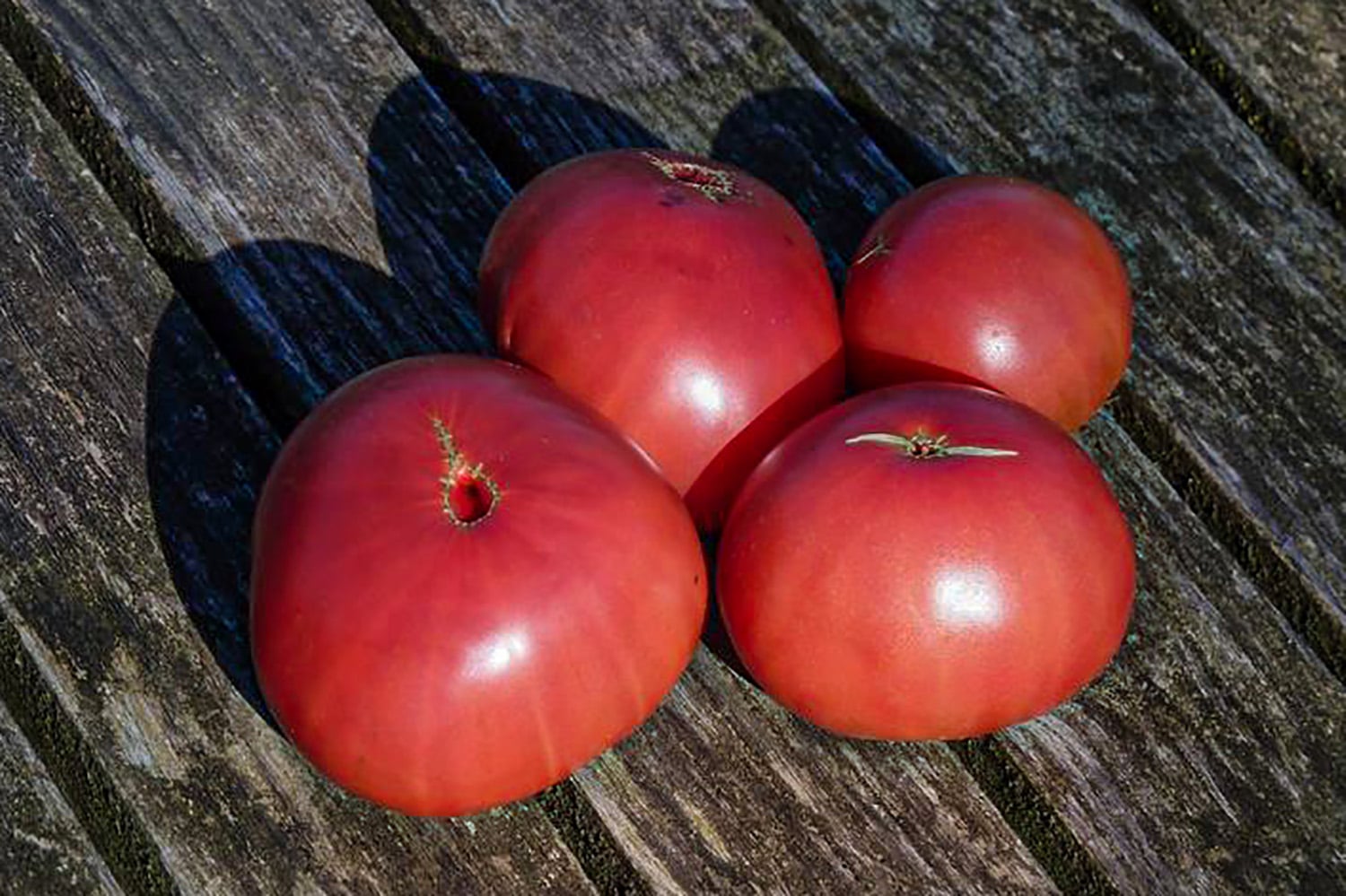 Bio Saatgut Tomaten Schlesische Himbeere