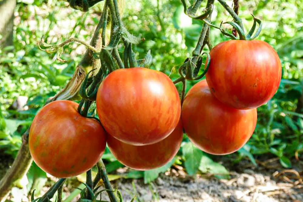 Bio Saatgut Tomaten Tigerella
