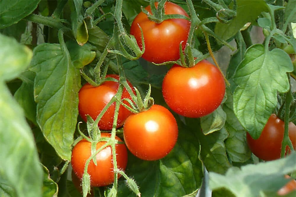 Bio-Saatgut Tomaten Mischung Freiland