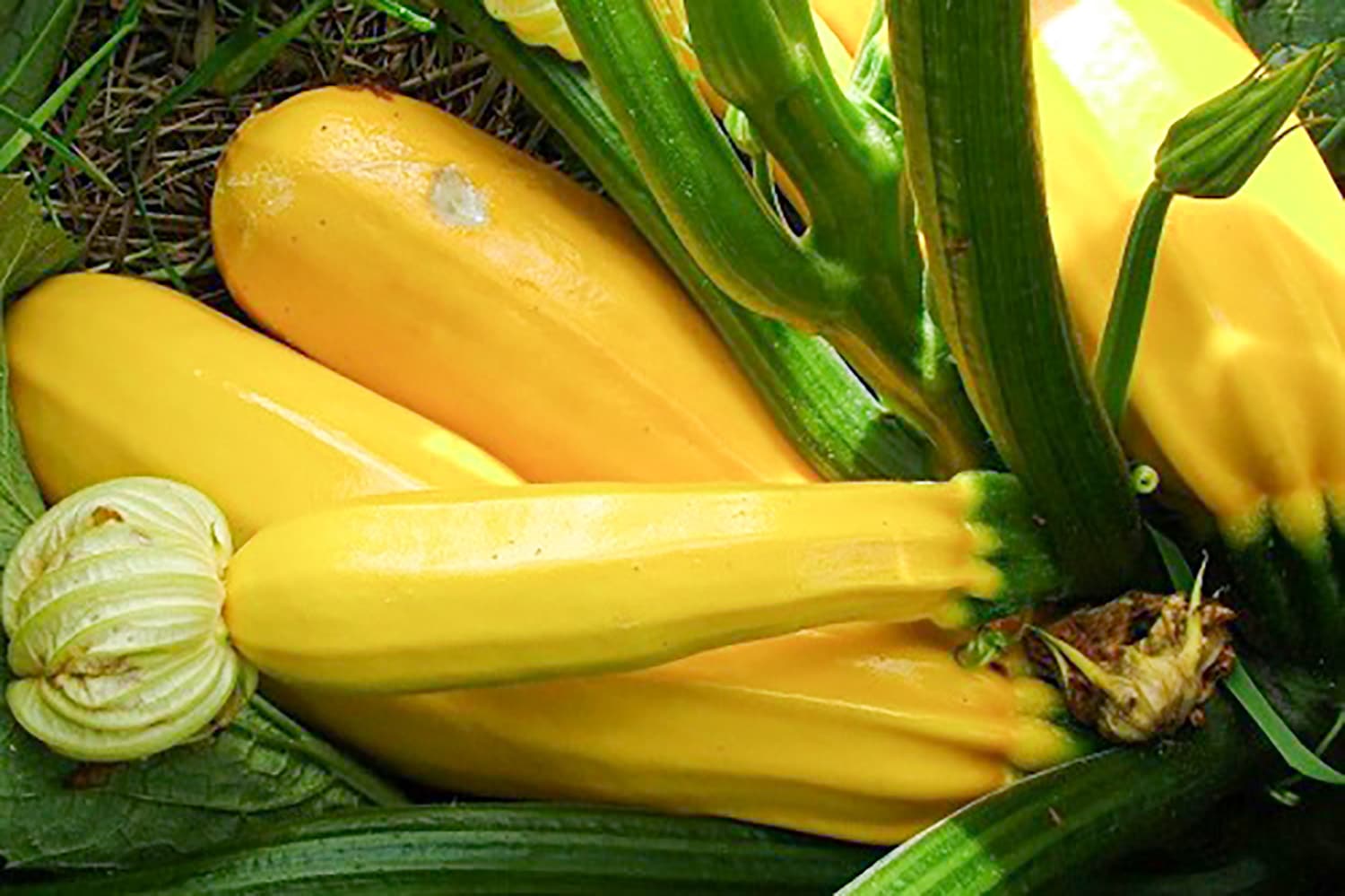 Bio-Saatgut Gold Rush Zucchini